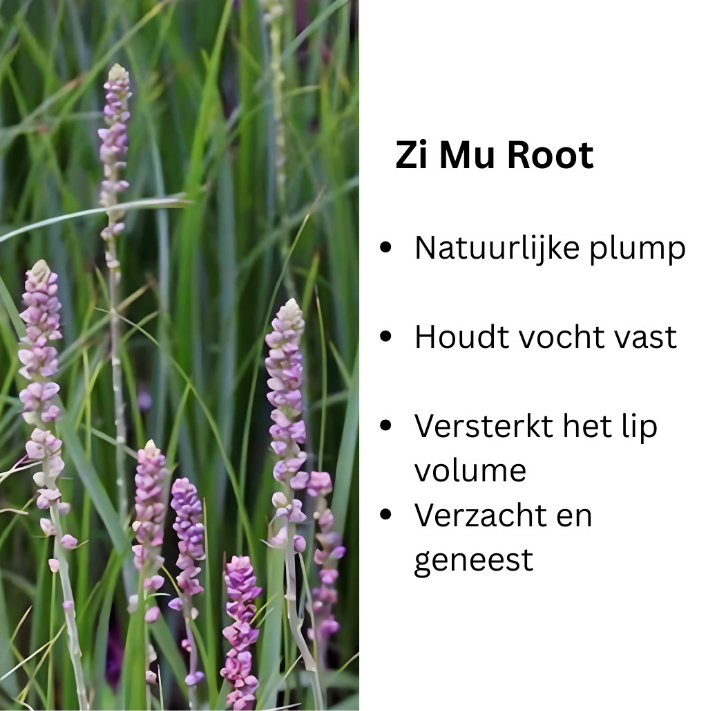 ing_du_2.png